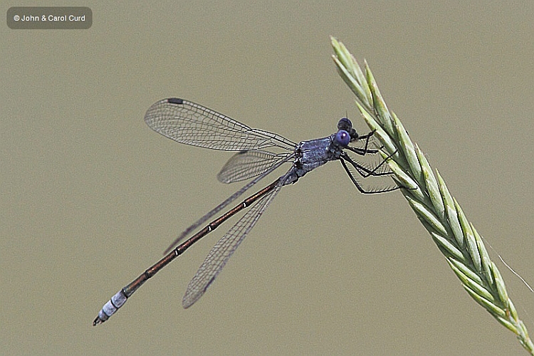 IMG_1307 Lestes macrostigma male.JPG